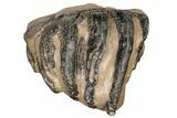 5.3" Partial Southern Mammoth Molar - Hungary - #200769-3